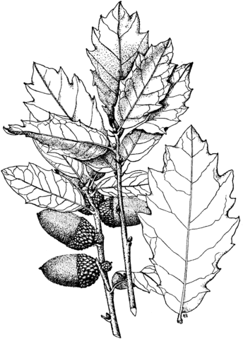 Engelmann Oak Or Pasadena Oak Coloring Page